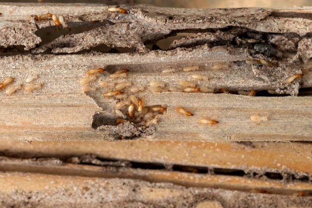 Best Wasp Removal Services  in Wilderness Rim, WA